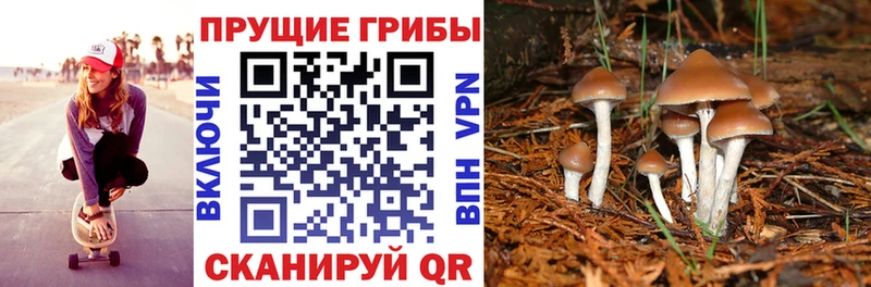 Псилоцибиновые грибы GOLDEN TEACHER  наркотики  Венёв 